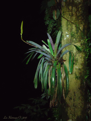 Vriesea platynema