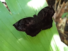 Achlyodes busirus heros