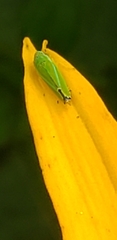 Graphocephala versuta