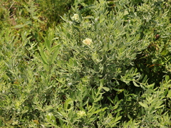 Salix humilis tristis
