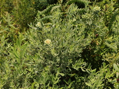 Salix humilis tristis