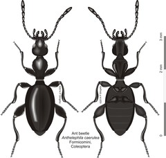Anthelephila caerulea