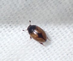 Cercyon unipunctatus