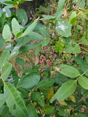 Ormosia arborea