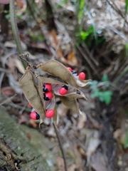 Ormosia arborea