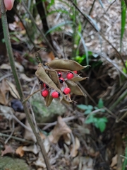 Ormosia arborea