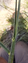 Digitaria californica
