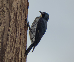 Melanerpes formicivorus flavigula
