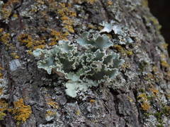 Parmotrema hypoleucinum