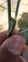 Digitaria californica