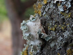 Parmotrema hypoleucinum