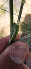 Digitaria californica