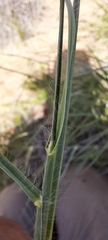 Digitaria californica