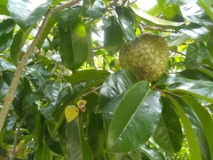 Annona montana