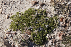 Aspalathus brevicarpa