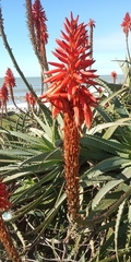 Aloe arborescens