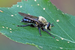 Laphria virginica