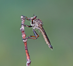 Machimus lecythus