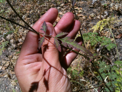 Anthriscus caucalis