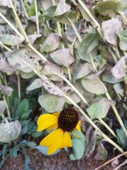 Rudbeckia maxima