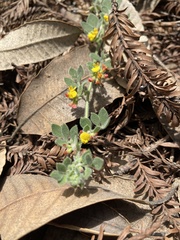 Acmispon heermannii orbicularis