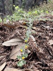 Acmispon heermannii orbicularis