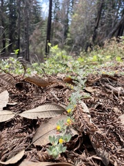 Acmispon heermannii orbicularis