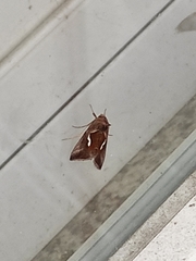 Macdunnoughia confusa