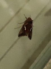 Macdunnoughia confusa