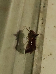 Macdunnoughia confusa