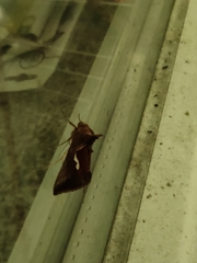 Macdunnoughia confusa