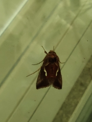 Macdunnoughia confusa