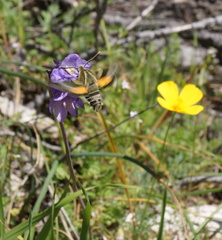 Proserpinus clarkiae