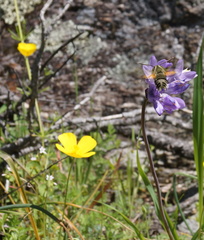 Proserpinus clarkiae