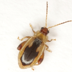 Capraita texana