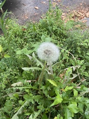 Taraxacum