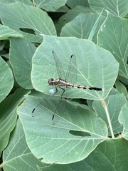 Orthetrum albistylum