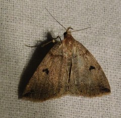 Zanclognatha laevigata