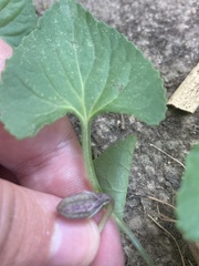 Viola sororia