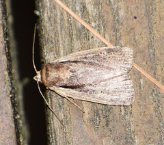 Ochropleura implecta