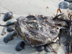 Hemitripterus americanus