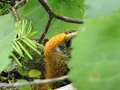 Phragmidium mucronatum