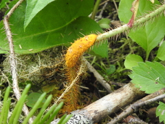 Phragmidium mucronatum