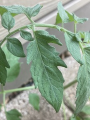 Solanum lycopersicum