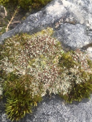 Bryoplaca sinapisperma