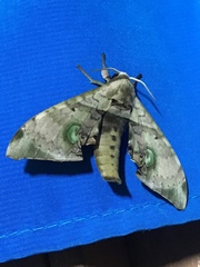 Daphnusa