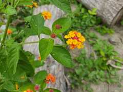 Magnoliopsida