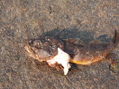 Hemitripterus americanus