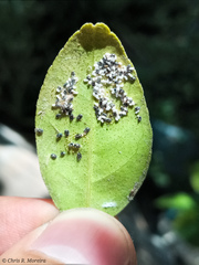 Pinnaspis aspidistrae