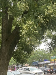 Styphnolobium japonicum